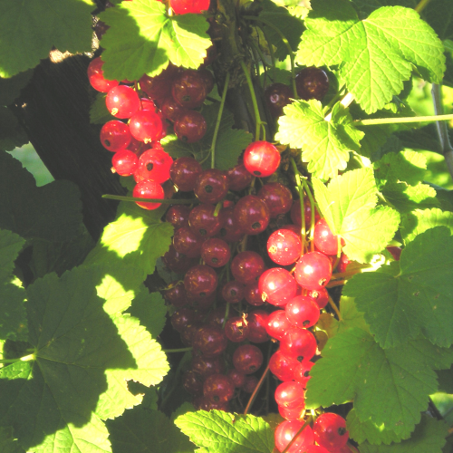 Rode en Witte bessen