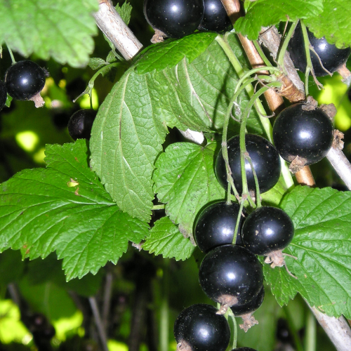 Zwarte bessen